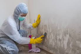 Environmental Consulting for Mold Prevention in Wauwatosa, WI